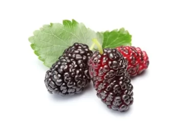 MEPA Alimentari - FROZEN FRUIT - F.FRUIT GELSO NERO