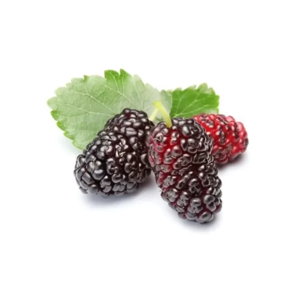 MEPA Alimentari - FROZEN FRUIT - F.FRUIT GELSO NERO