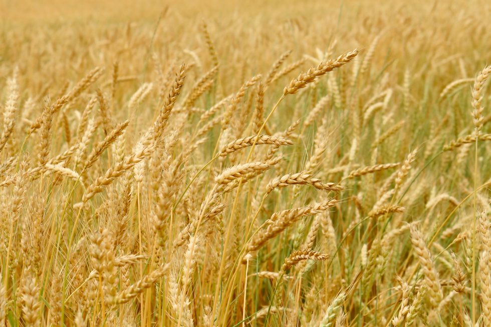 Grain field